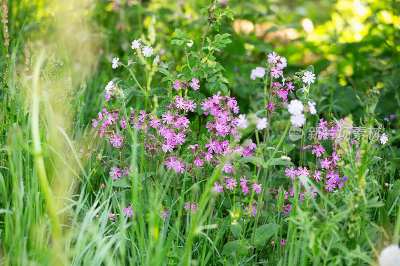 红捕蝇(Silene dioica)覆盖着雨滴